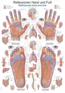 Erler Zimmer anatómiai poszter - A kéz és a talp reflexzónái  50 x 70 cm