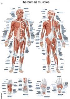 Erler Zimmer anatómiai poszter - Az ember izomzata  50 x 70 cm