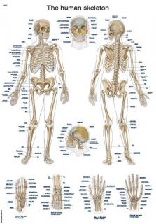 Erler Zimmer anatómiai poszter - Emberi csontváz  50 x 70 cm