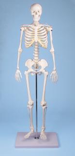ERLER ZIMMER emberi csontváz – „TOM” kicsinyített modell