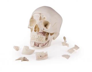 ERLER ZIMMER emberi koponya modell - 14 részes didaktikai modell