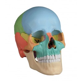 ERLER ZIMMER emberi koponya modell - 22 részes didaktikai modell