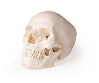 Erler Zimmer emberi koponya modell fogorvosok részére - 5 részes