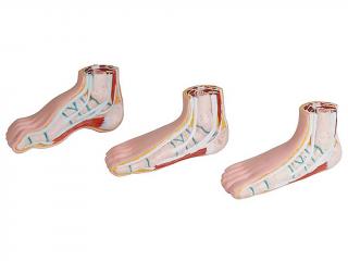 Erler Zimmer Lábfej modellek - általános és abnormális lábfej
