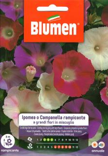 Blumen Virág - Futó színes hajnalka