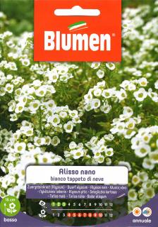 Blumen Virág - Hófehér mézvirág