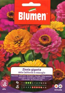 Blumen Virág - Kaliforniai óriás vasvirág