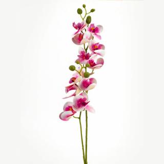 2 ágú orchidea ciklámen-fehér