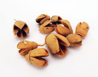 Bakuli termés mandarin 10db/csomag