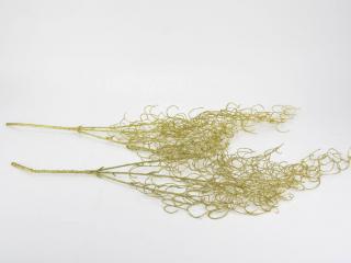 Hosszúlevelű asparagus csillámos arany 2db/csomag - KIFUTÓ