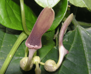 Aristolochia indica 2 DB MAG