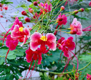 Barbadosi pillangófa rózsaszín 3 DB MAG