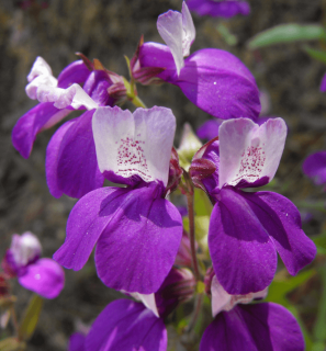 Collinsia 15 DB MAG