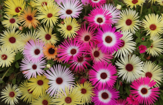 Csillagos dorottyavirág színkeverék 30 DB MAG