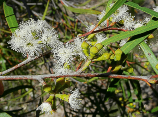 Eucalyptus apiculata 5 DB MAG