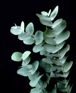 Eucalyptus cinerea 5 DB MAG