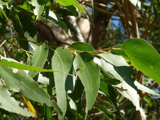 Eucalyptus fastigata 5 DB MAG