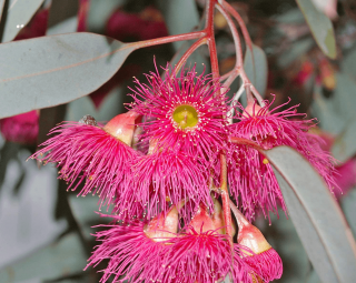 Eucalyptus sideroxylon 5 DB MAG