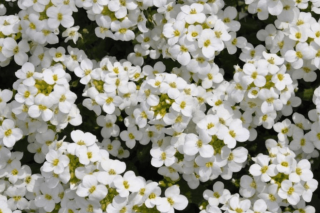 Kaukázusi ikravirág fehér 20 DB MAG