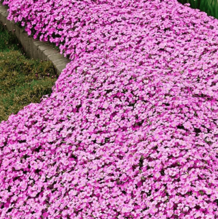 Kaukázusi ikravirág rózsaszín 20 DB MAG