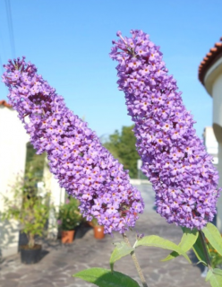 Nyáriorgona 'Orchid Beauty'