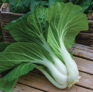 Pak choi 'Oriental White' 30 DB MAG