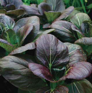 Pak choi 'Red Inferno' 5 DB MAG