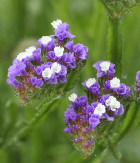 Sóvirág 'Lilac lavender' 10 DB MAG