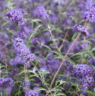 Törpe nyáriorgona 'Nanho blue'