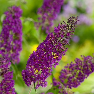 Törpe nyáriorgona 'Nanho purple'