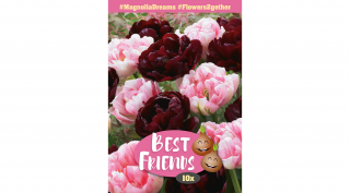 Best Friend Magnolia Dreams - Magnólia virágú tulipán válogatás