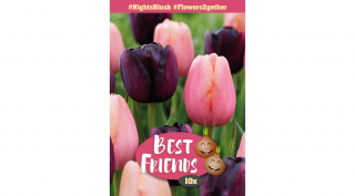 Best Friend Nights Blush - Rózsaszín-fekete tulipán válogatás