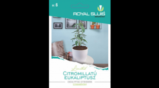 Citromillatú eukaliptusz