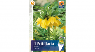 Császárkorona Fritillaria Imperialis Lutea - VAKONDŰZŐ