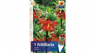 Császárkorona Fritillaria Imperialis Rubra - VAKONDŰZŐ