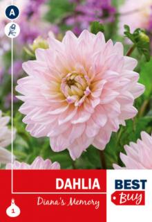 Dahlia Diana's Memory - LABDA DÁLIA