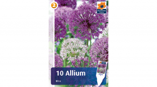 Díszhagyma - Allium Mix 10db-os színkeverék