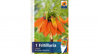 Fritillaria Imperialis Orange Beauty - VAKONDŰZŐ