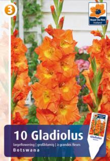 Gladiolus Botswana