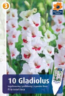 Gladiolus Fiorentina