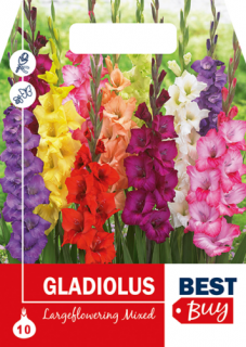 Gladiolus Largeflowered MIX 10db BestBudget