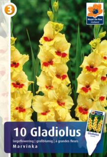 Gladiolus Largeflowering Marvinka