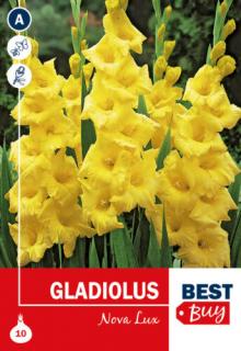Gladiolus Nova Lux BestBudget