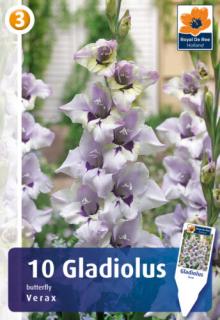 Gladiolus Verax