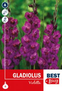 Gladiolus Violetta BestBudget