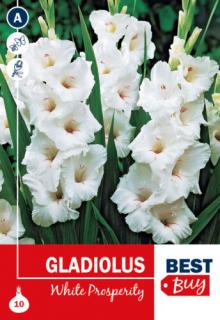 Gladiolus White Prosperity - HÓFEHÉR BestBudget
