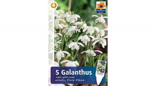 Hóvirág - Galanthus double nivalis Flore Pleno -DUPLA SZIRMÚ