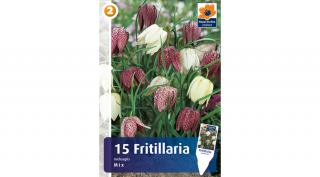 Kockásliliom - Fritillaria Meleagris Mix