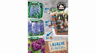 Lasagne Planting 'Blue Mix' - CSERÉPBE RÉTEGESEN ÜLTETHETŐ!