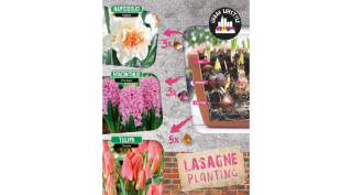 Lasagne Planting Pink